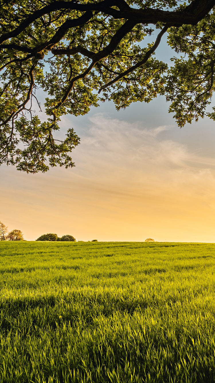 Quelle All Meines Guten, Die Grüne Glut, Cloud, Ökoregion, Menschen in Der Natur. Wallpaper in 750x1334 Resolution