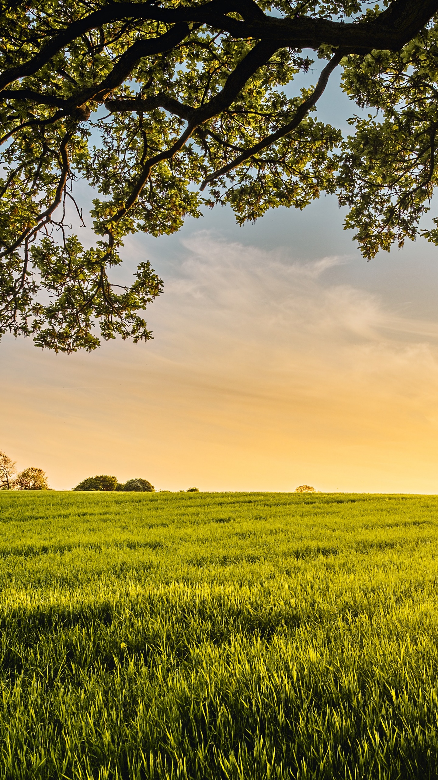 Source of All my Good, The Green Ember, Cloud, Plant, Ecoregion. Wallpaper in 1440x2560 Resolution