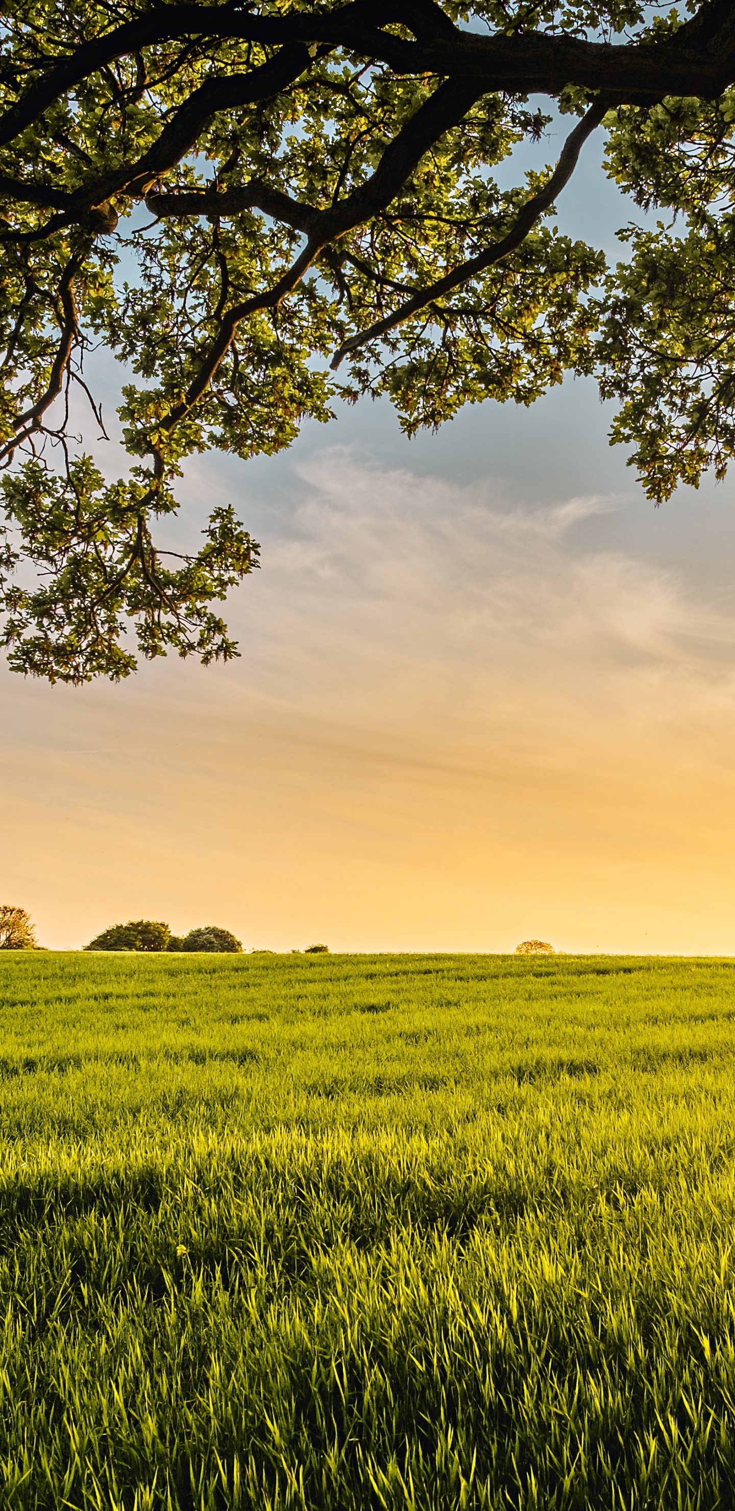 Source of All my Good, The Green Ember, Cloud, Plant, Ecoregion. Wallpaper in 1440x2960 Resolution