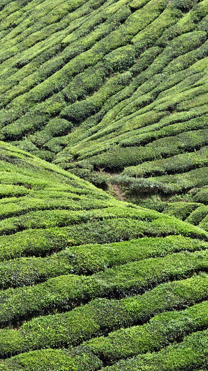 Green Grass Field During Daytime. Wallpaper in 720x1280 Resolution