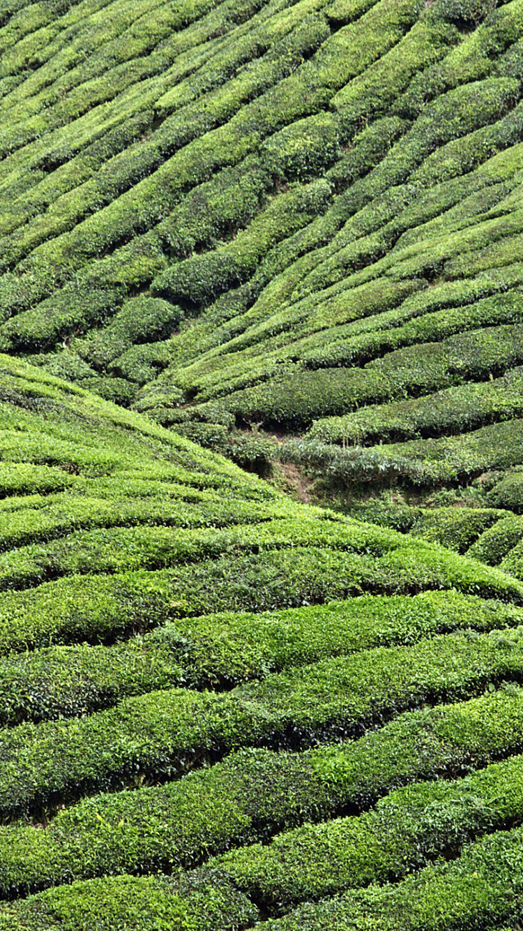 种植园, 植被, 茶厂, 高地, 大吉岭茶 壁纸 750x1334 允许