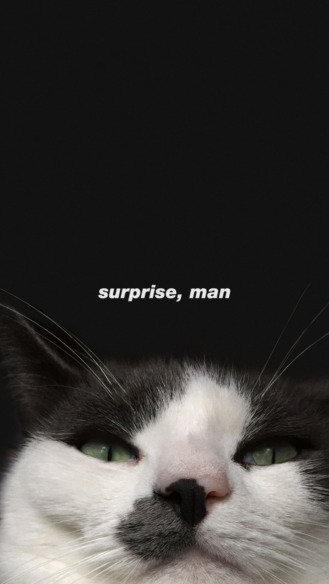 Cat, Felidae, Carnivore, Small to Medium Sized Cats, Whiskers. Wallpaper in 1080x1920 Resolution