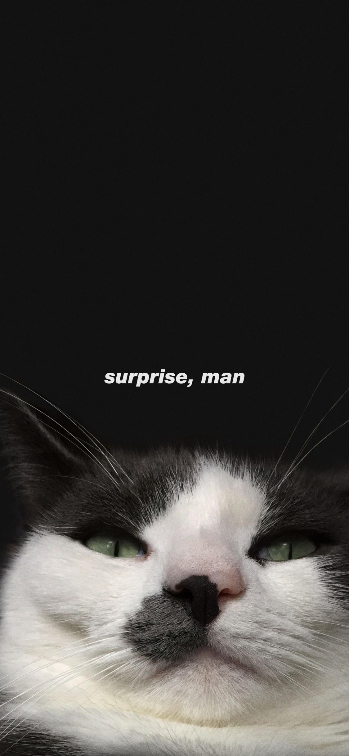 Cat, Felidae, Carnivore, Small to Medium Sized Cats, Whiskers. Wallpaper in 1125x2436 Resolution