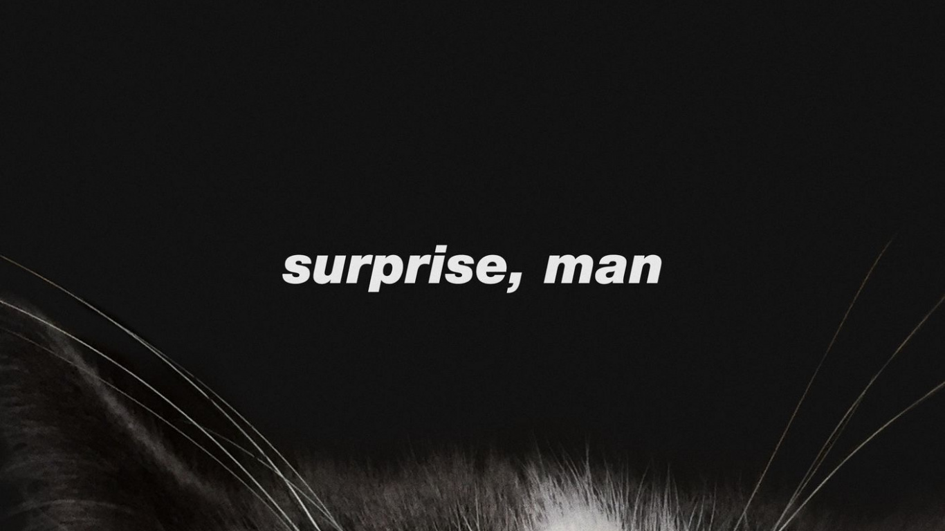 Cat, Felidae, Carnivore, Small to Medium Sized Cats, Whiskers. Wallpaper in 1366x768 Resolution