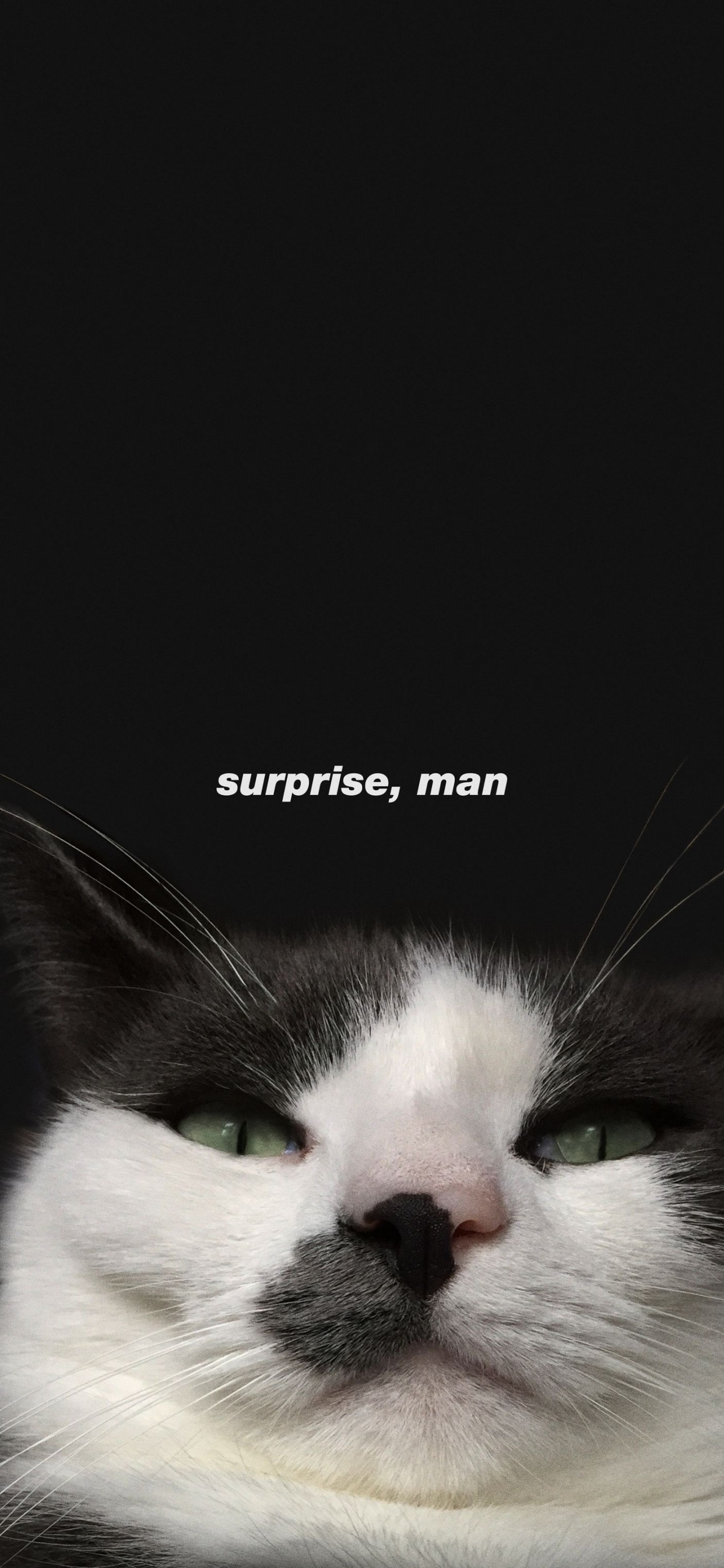 猫科, 中小型猫, 胡须, 皮毛, 爪子 壁纸 1242x2688 允许