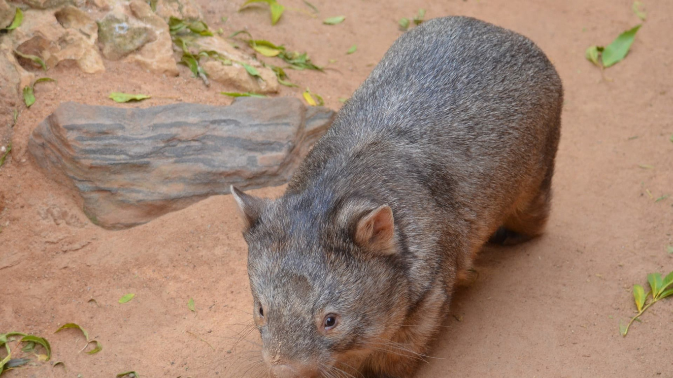 Gray Animal on Brown Soil. Wallpaper in 1366x768 Resolution