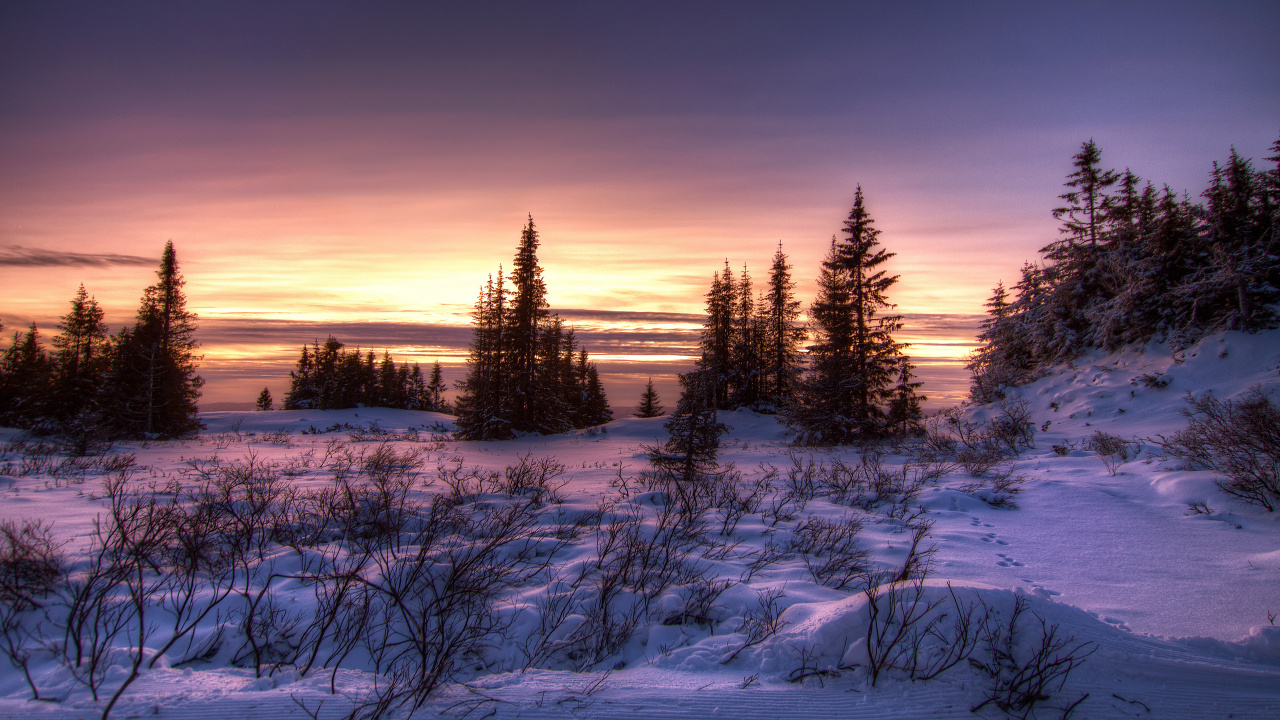 Champ Couvert de Neige et Arbres Pendant le Coucher du Soleil. Wallpaper in 1280x720 Resolution