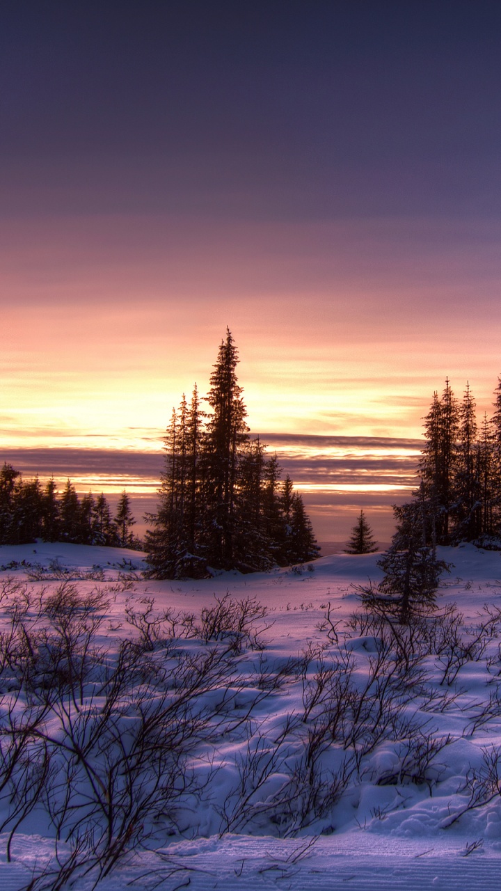 Champ Couvert de Neige et Arbres Pendant le Coucher du Soleil. Wallpaper in 720x1280 Resolution