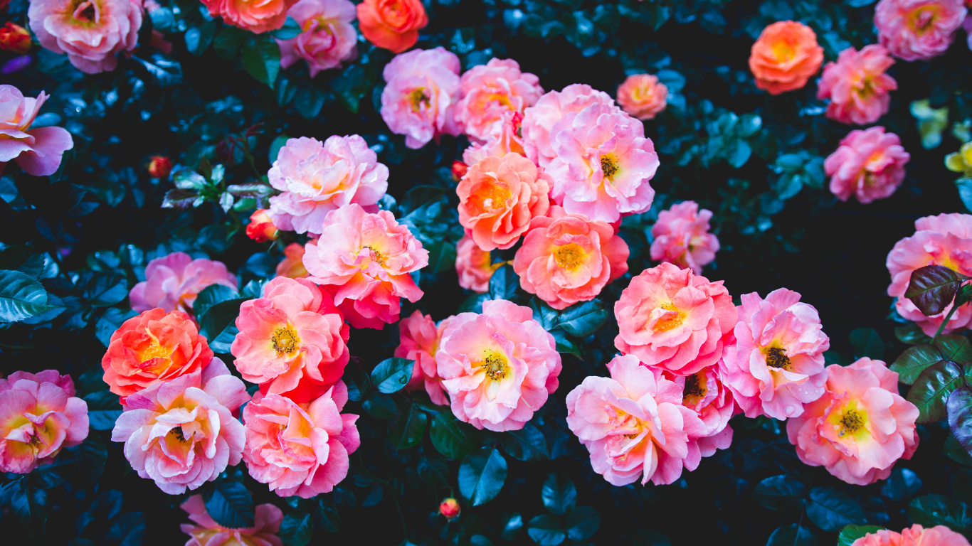 Pink Roses in Close up Photography. Wallpaper in 1366x768 Resolution