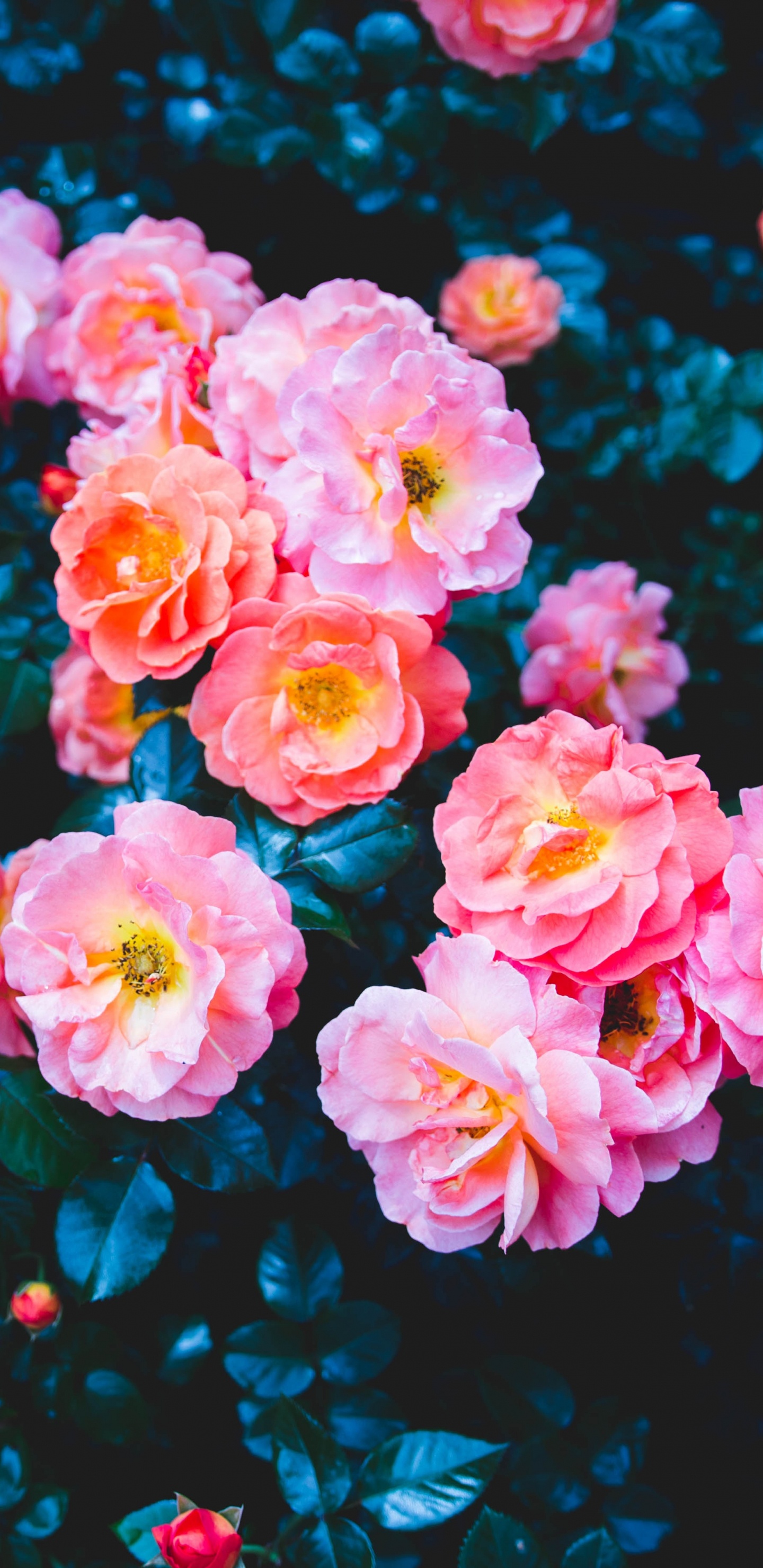 Pink Roses in Close up Photography. Wallpaper in 1440x2960 Resolution