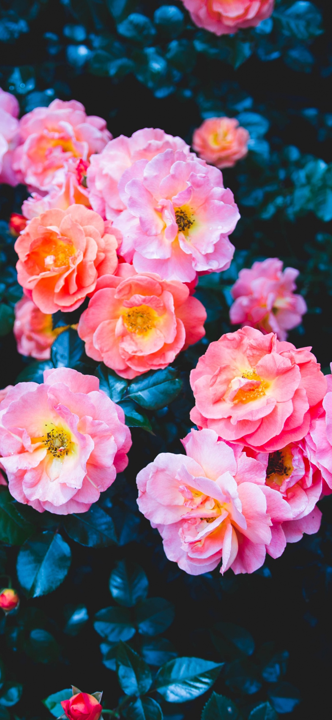 Rosas Rosadas en Fotografía de Cerca. Wallpaper in 1125x2436 Resolution