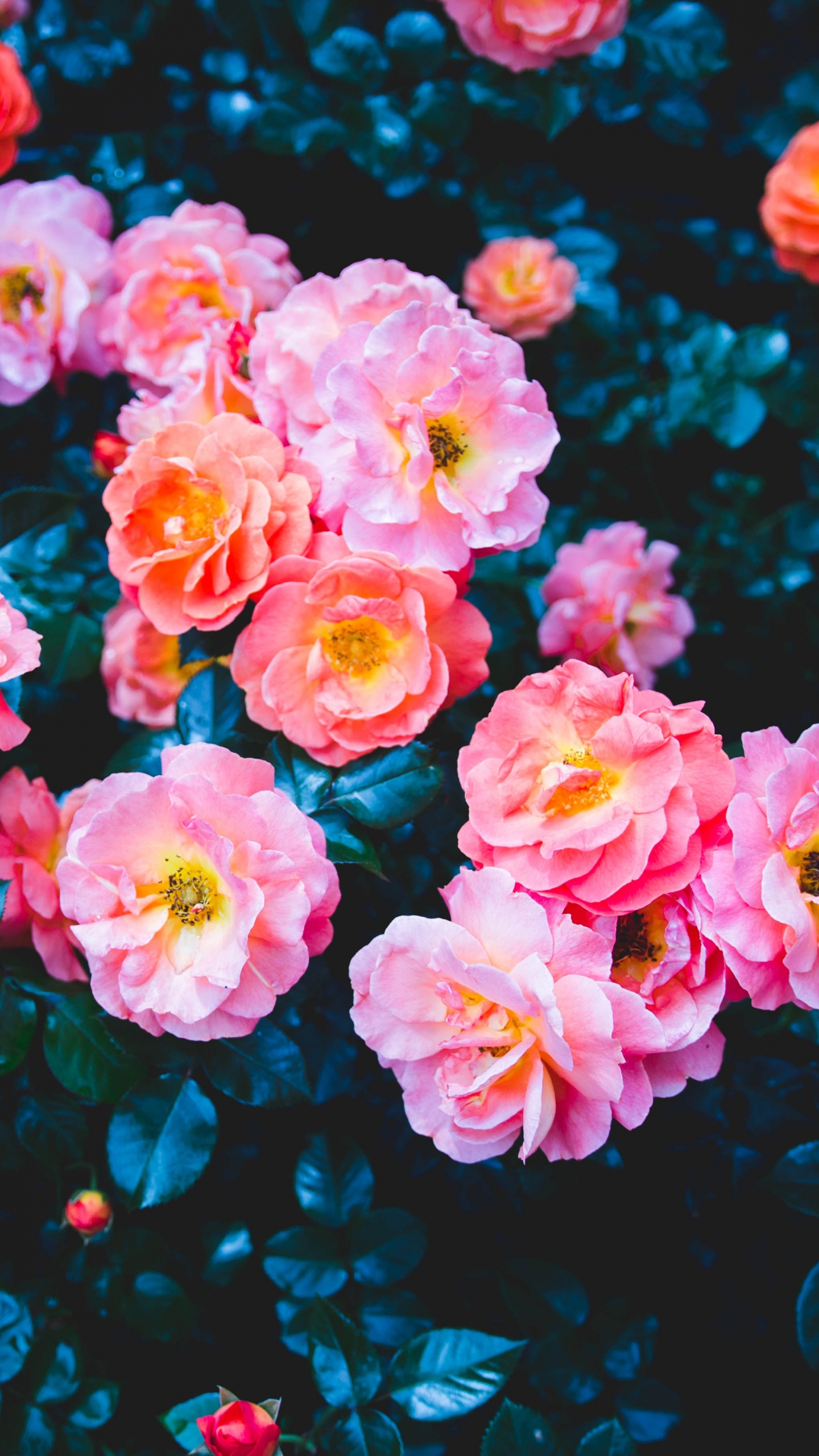 Rosas Rosadas en Fotografía de Cerca. Wallpaper in 1440x2560 Resolution