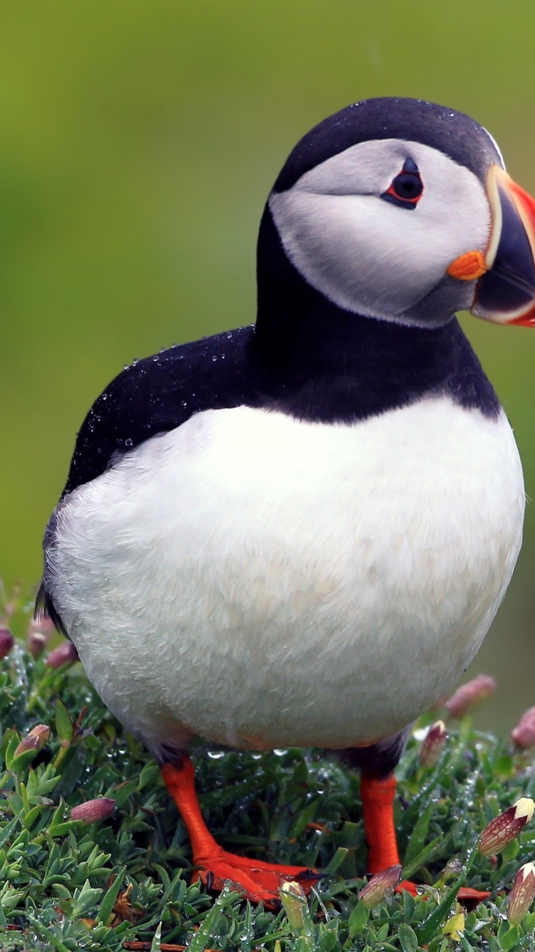 Canard Blanc et Noir Sur Champ de Fleurs Roses Pendant la Journée. Wallpaper in 750x1334 Resolution