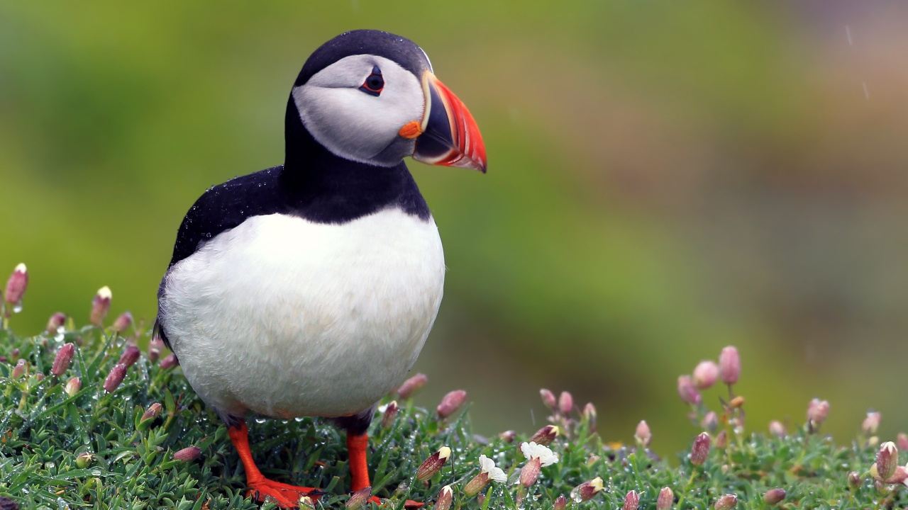 大西洋海雀, 海鸟, 鸟, Charadriiformes, 动植物 壁纸 1280x720 允许