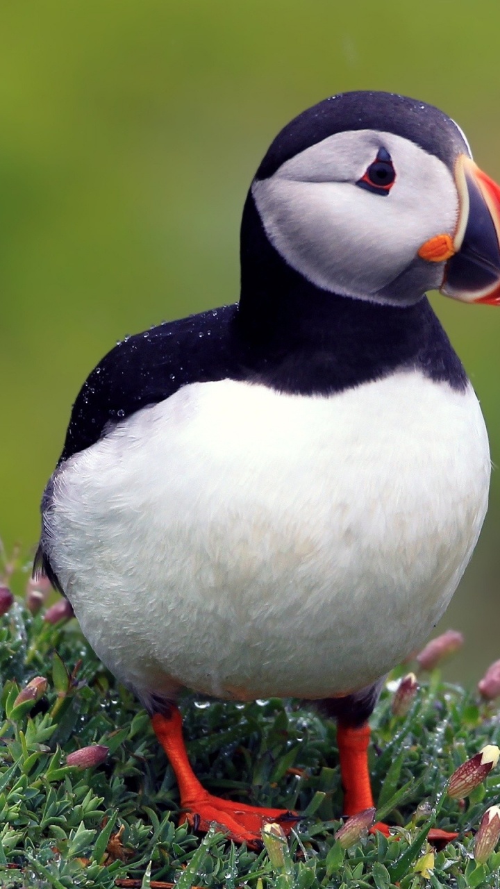 White and Black Duck on Pink Flower Field During Daytime. Wallpaper in 720x1280 Resolution