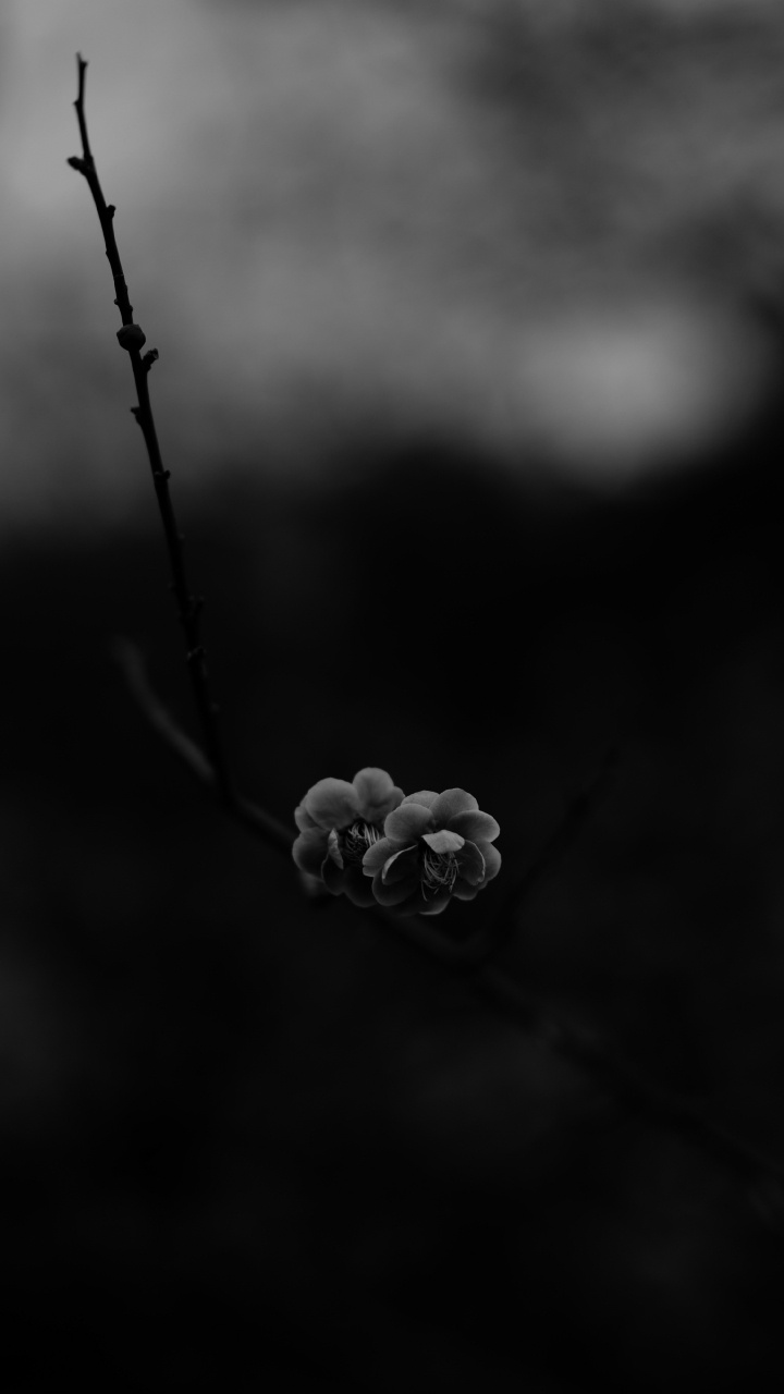 Graustufenfoto Der Blütenknospe. Wallpaper in 720x1280 Resolution