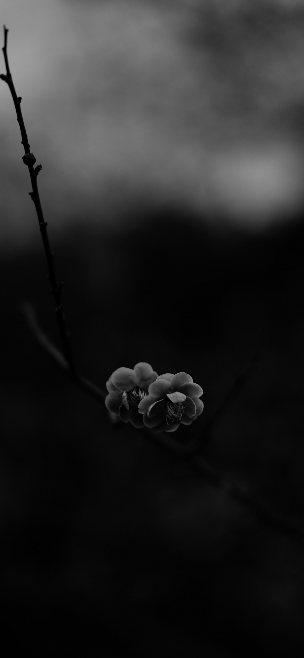 Foto en Escala de Grises Del Capullo de la Flor. Wallpaper in 1242x2688 Resolution