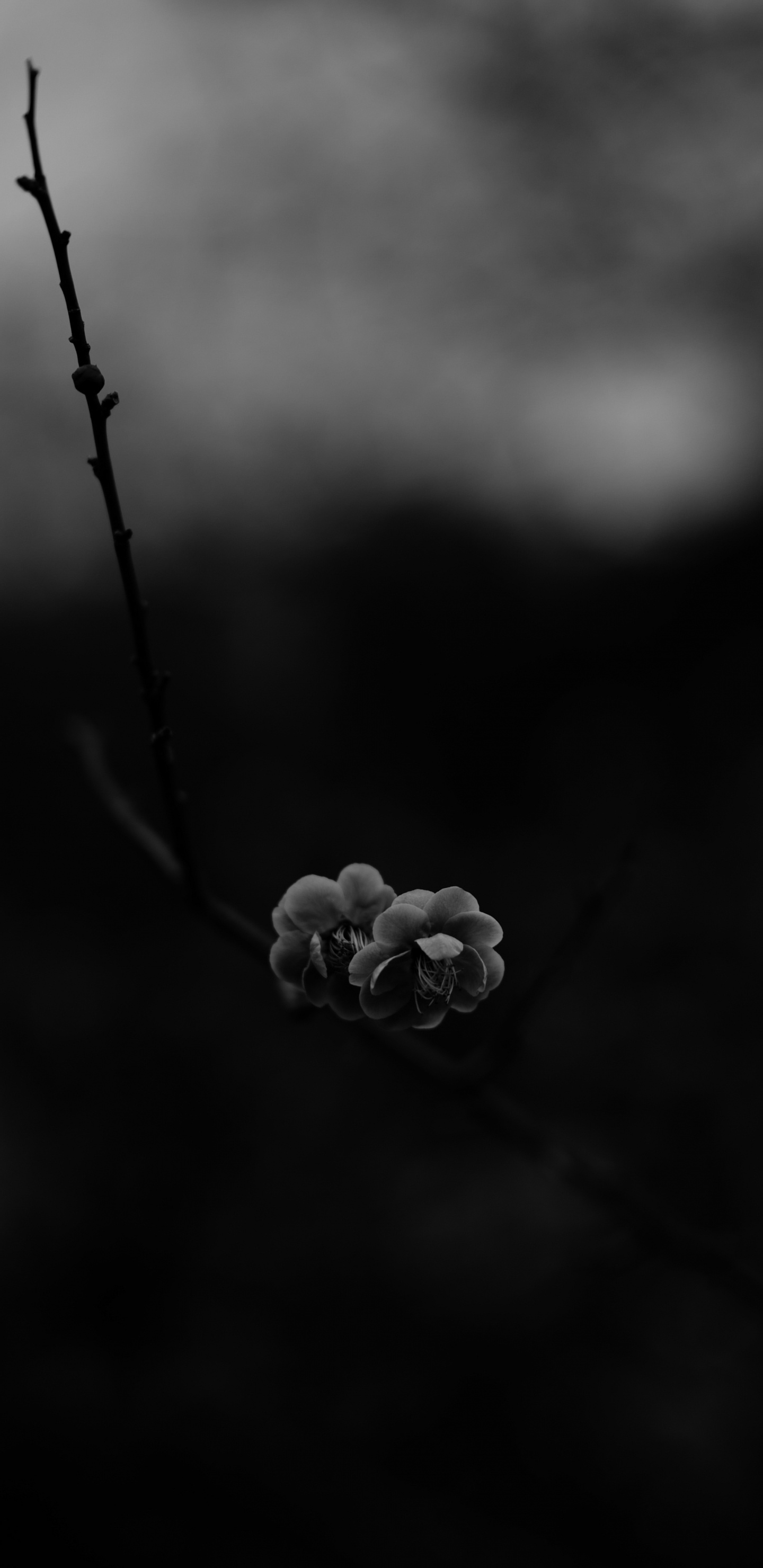 Foto en Escala de Grises Del Capullo de la Flor. Wallpaper in 1440x2960 Resolution