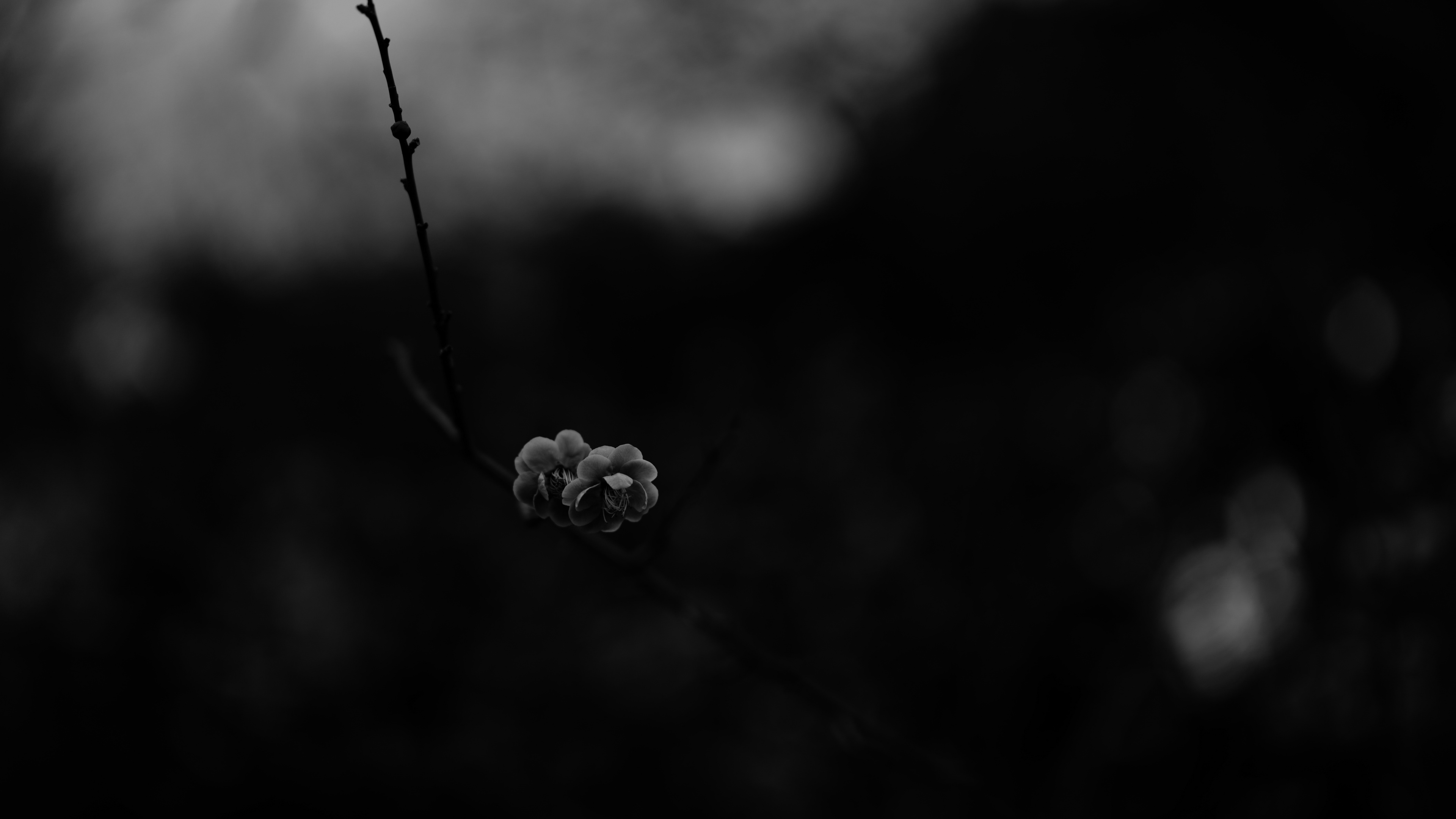 Foto en Escala de Grises Del Capullo de la Flor. Wallpaper in 3840x2160 Resolution