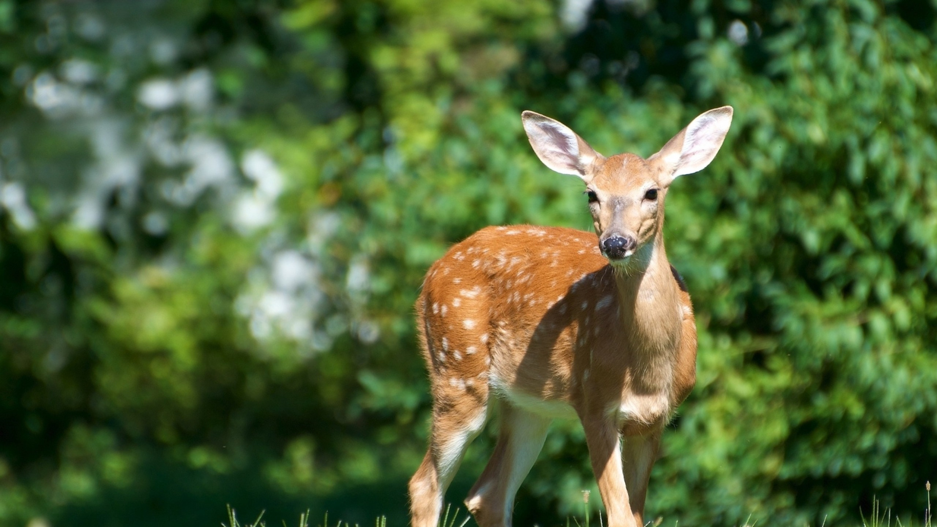 Cerf Brun Sur L'herbe Verte Pendant la Journée. Wallpaper in 1920x1080 Resolution