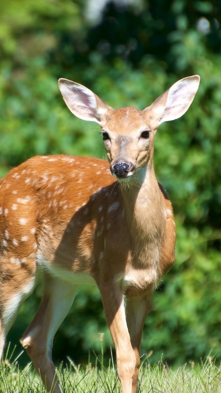 Brown Deer on Green Grass During Daytime. Wallpaper in 720x1280 Resolution