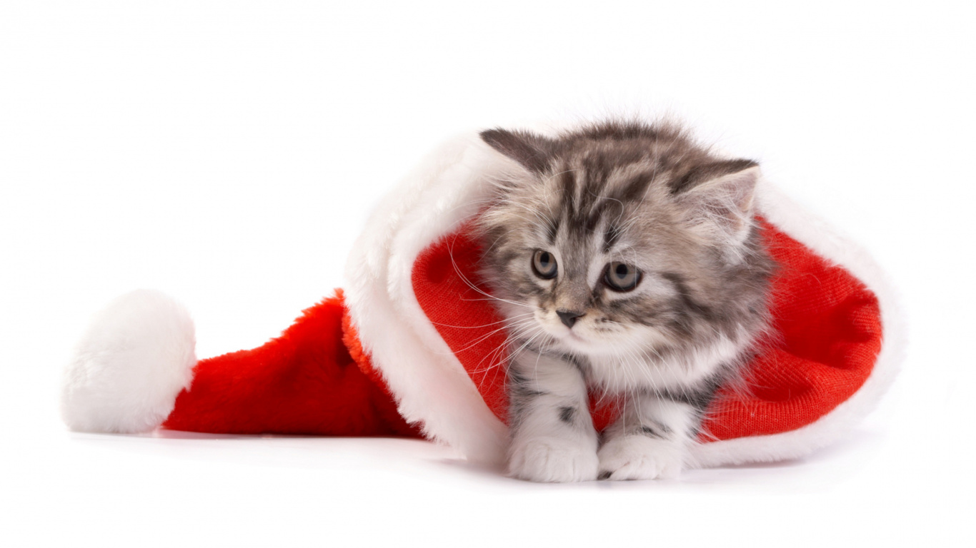 Gatito, Gato, El Día De Navidad, Felidae, Bigote. Wallpaper in 1366x768 Resolution