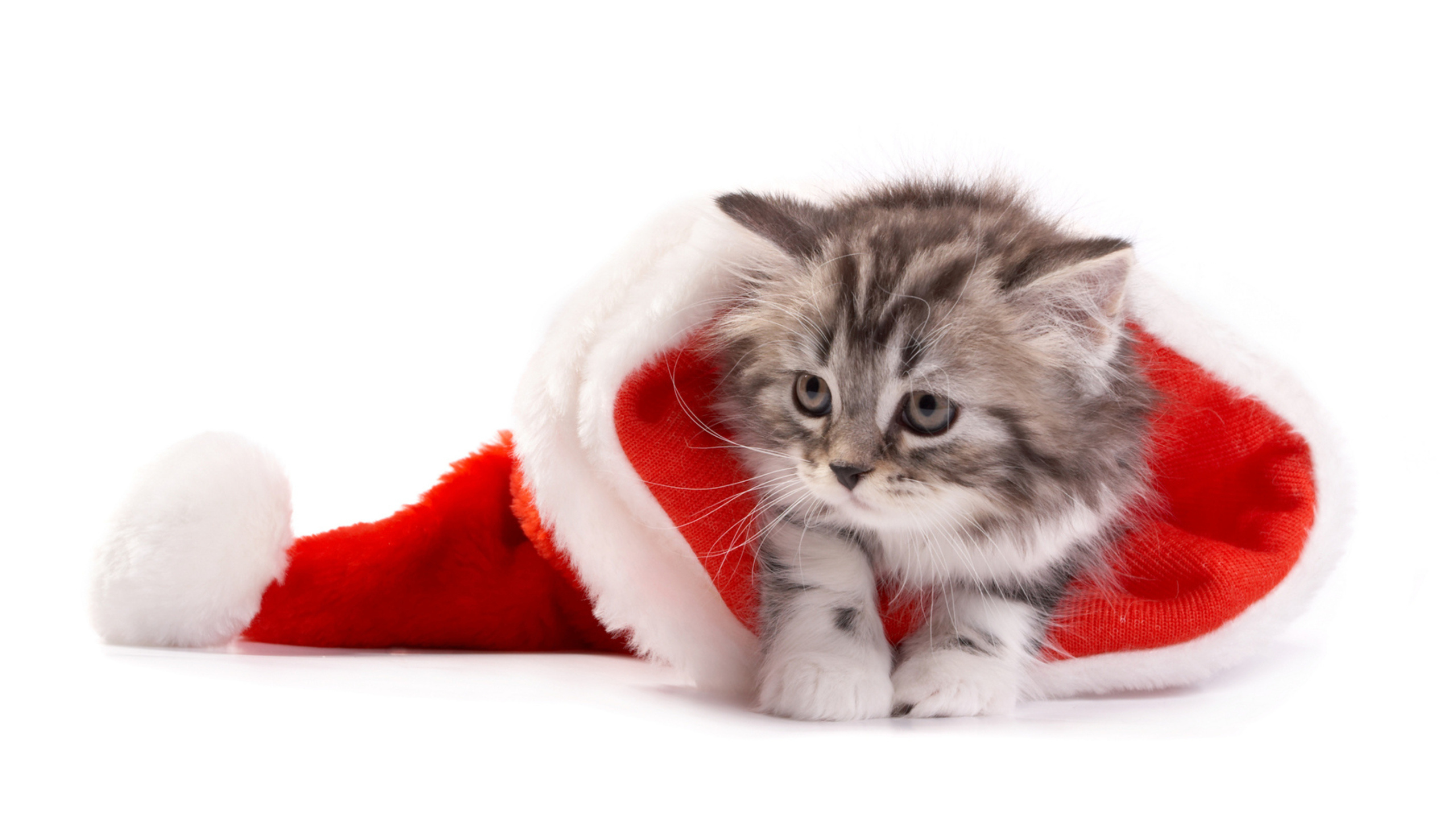 Chaton, Chat, Le Jour De Noël, Felidae, Moustache. Wallpaper in 2560x1440 Resolution