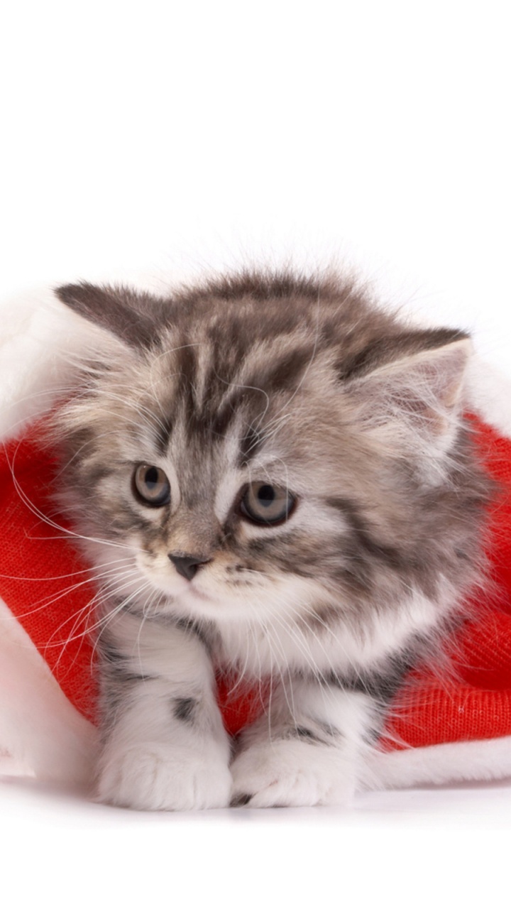 Chaton, Chat, Le Jour De Noël, Felidae, Moustache. Wallpaper in 720x1280 Resolution