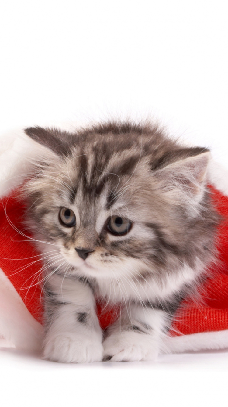 Kätzchen, Katze, Weihnachten, Felidae, Backenbart. Wallpaper in 750x1334 Resolution