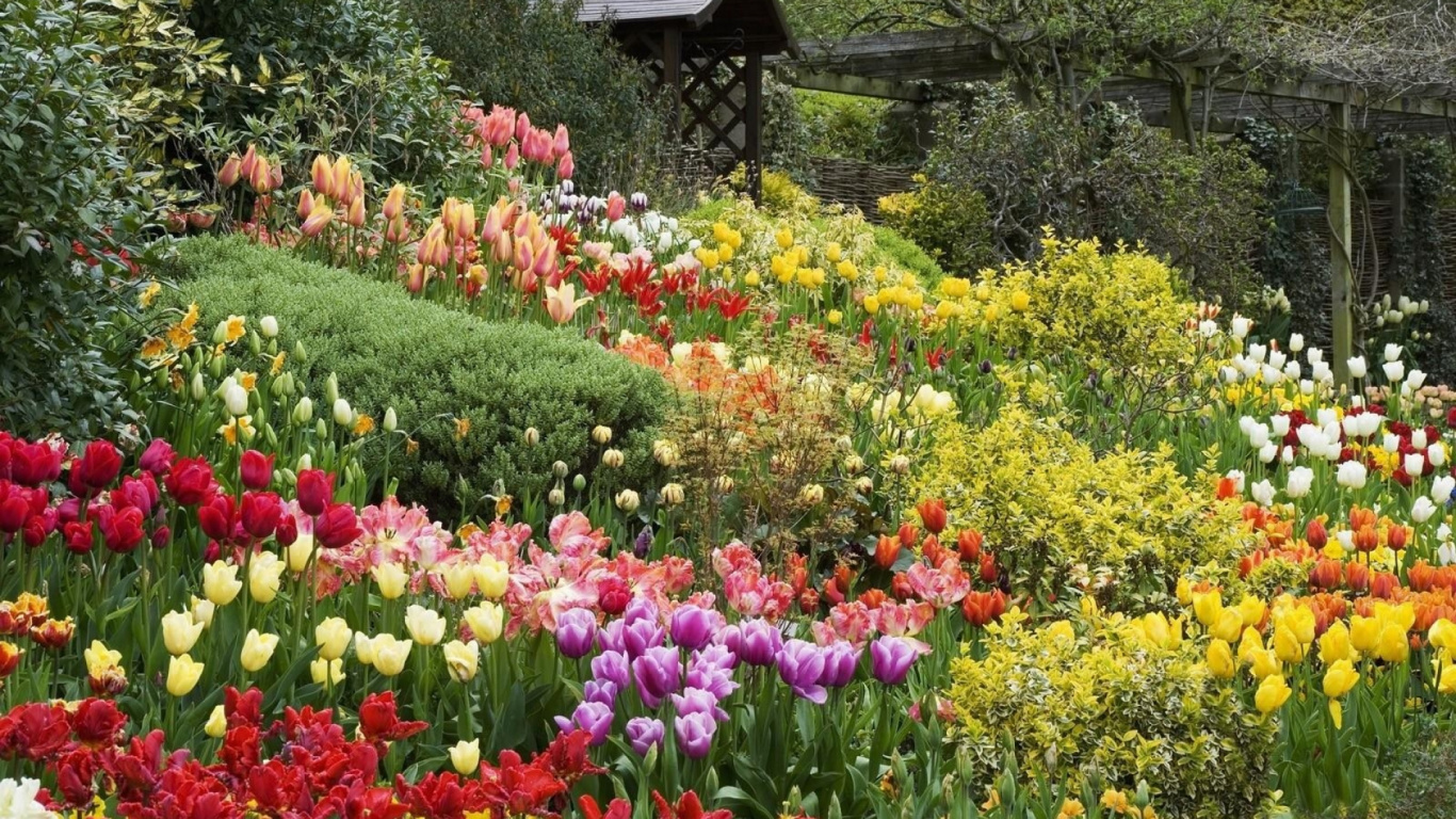 Gelbe Und Rote Tulpen in Der Nähe Des Braunen Holzhauses Tagsüber During. Wallpaper in 1366x768 Resolution