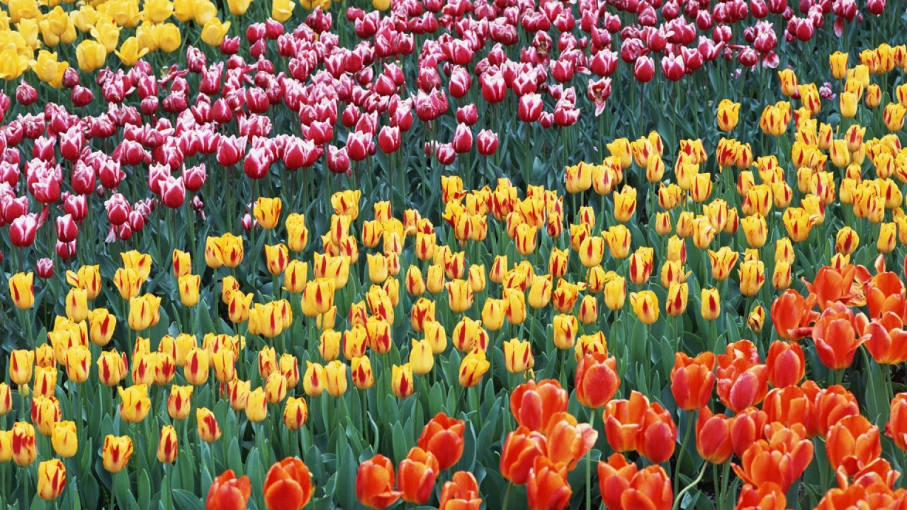 Champ de Tulipes Rouges Jaunes et Roses. Wallpaper in 1280x720 Resolution