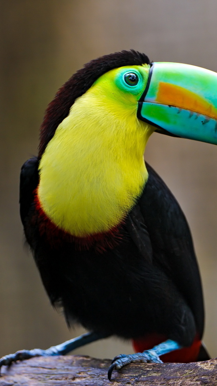 Black Yellow Green and Red Bird. Wallpaper in 750x1334 Resolution