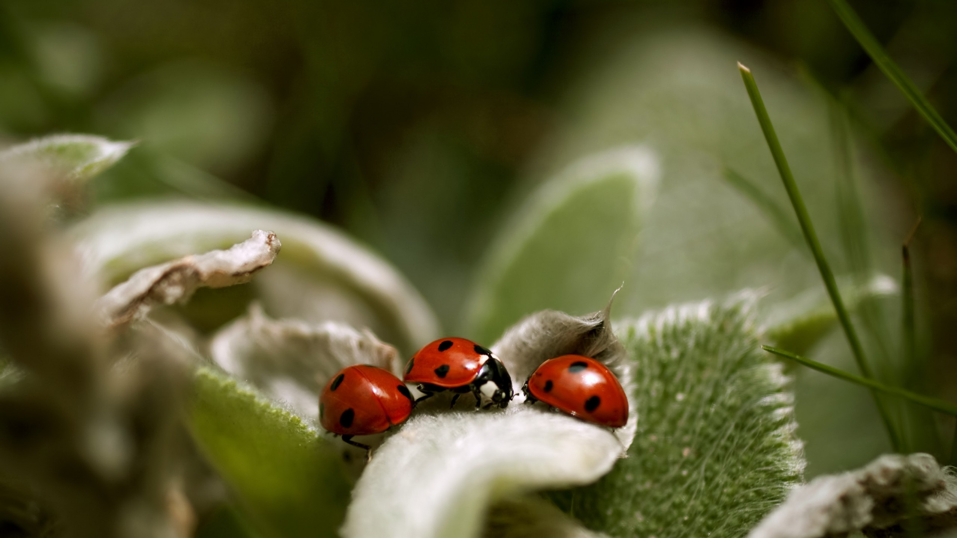Coccinelle Rouge Perchée Sur Une Feuille Verte en Photographie Rapprochée Pendant la Journée. Wallpaper in 1920x1080 Resolution