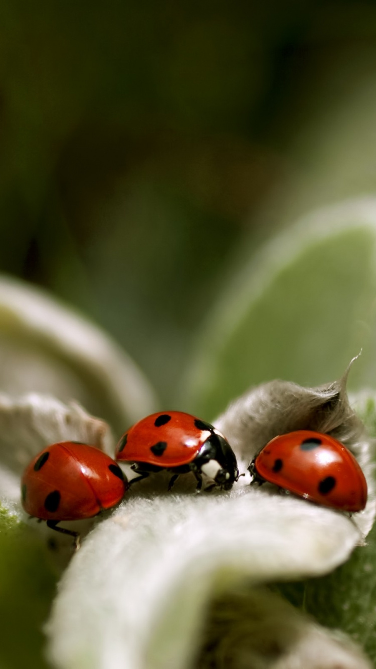 Coccinelle Rouge Perchée Sur Une Feuille Verte en Photographie Rapprochée Pendant la Journée. Wallpaper in 750x1334 Resolution