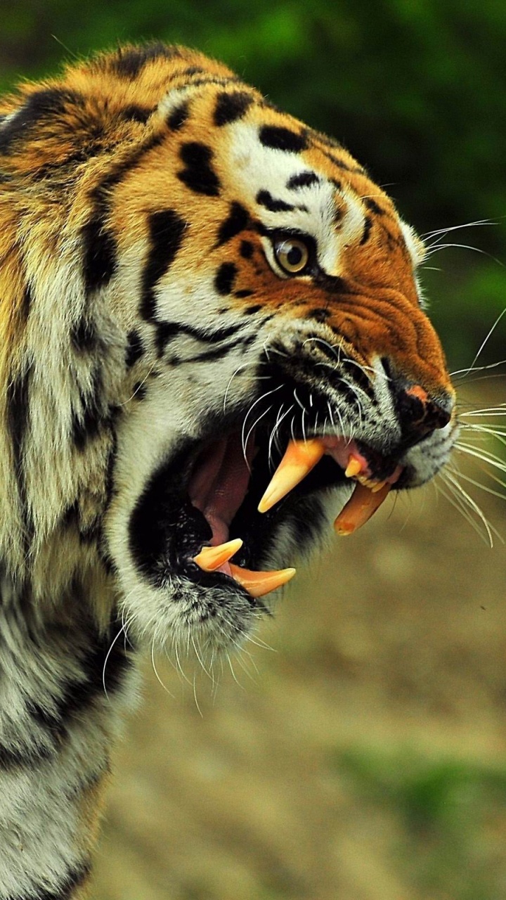 Tigre en la Hierba Verde Durante el Día. Wallpaper in 720x1280 Resolution