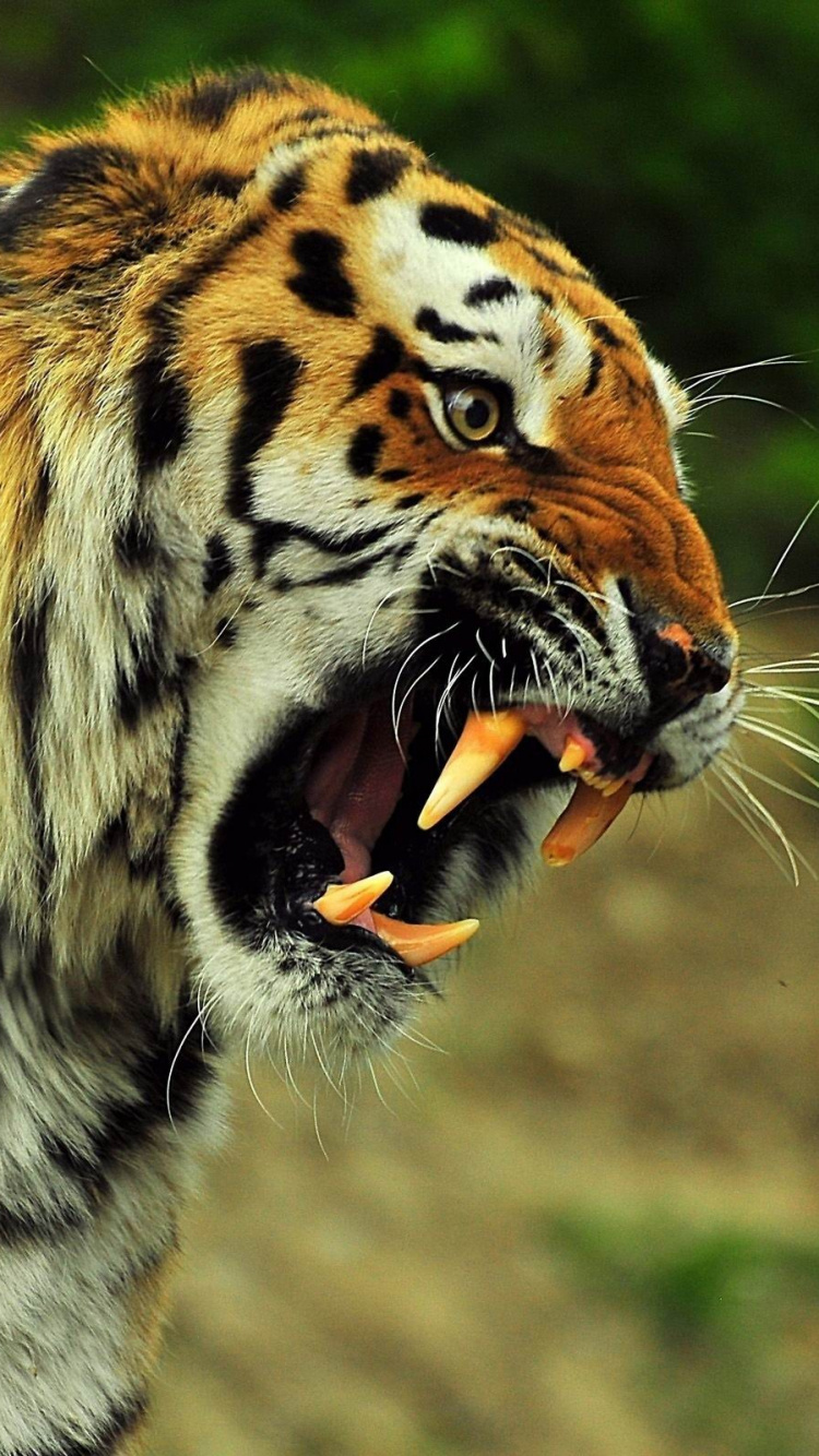 Tiger Auf Grünem Gras Tagsüber. Wallpaper in 750x1334 Resolution