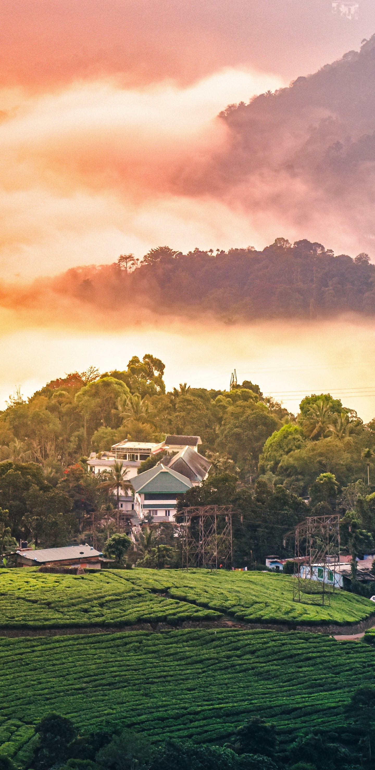 Natur, Mount Scenery, Munnar, Bergstation, Ländlichen Bereich. Wallpaper in 1440x2960 Resolution