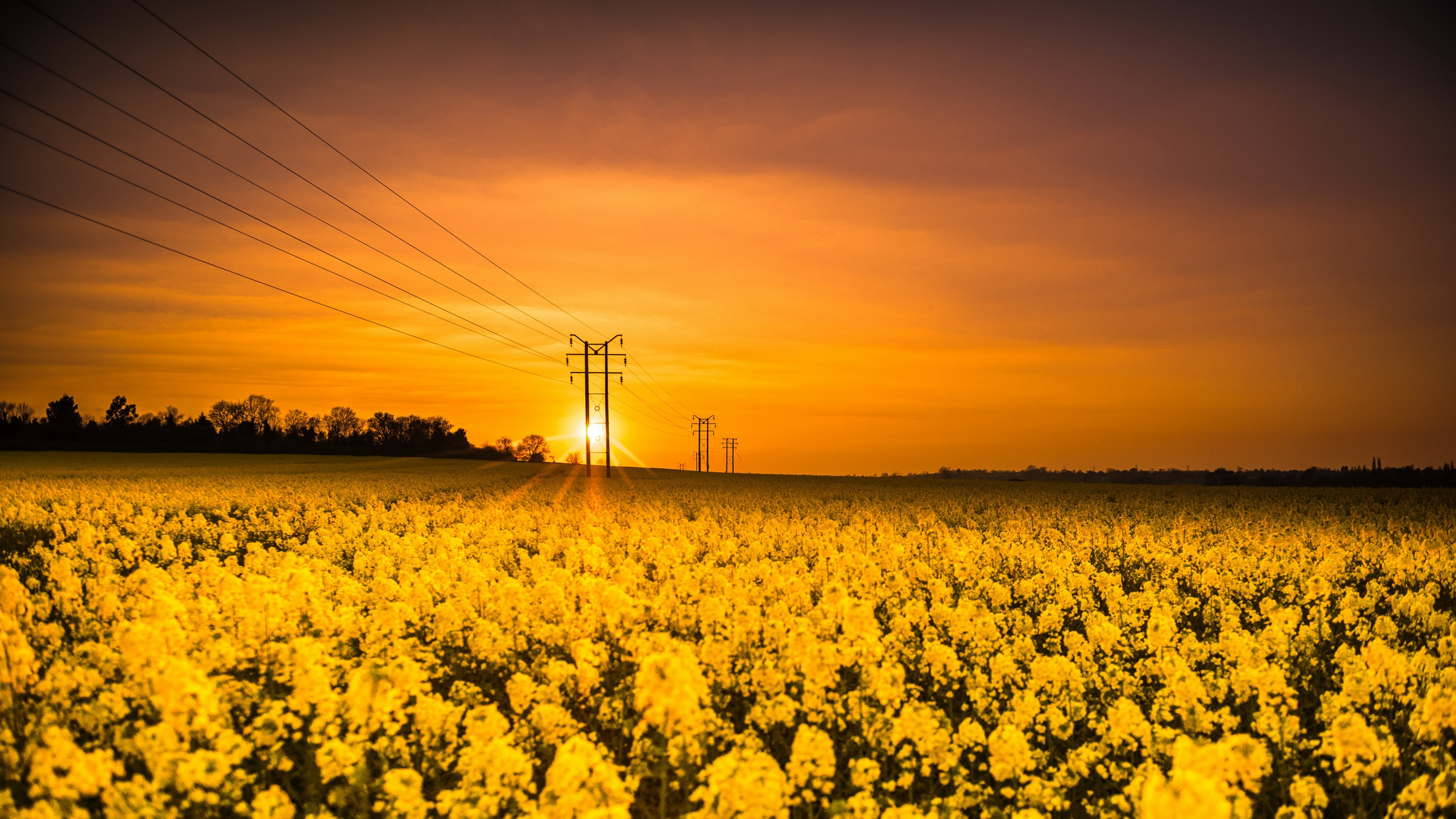 Gelbes Blumenfeld Bei Sonnenuntergang. Wallpaper in 2560x1440 Resolution