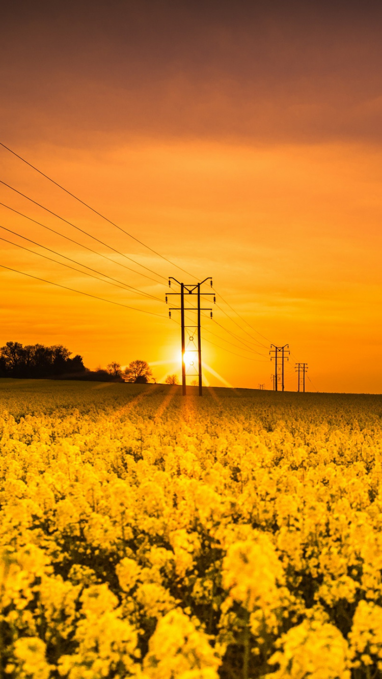 Champ de Fleurs Jaunes au Coucher du Soleil. Wallpaper in 750x1334 Resolution