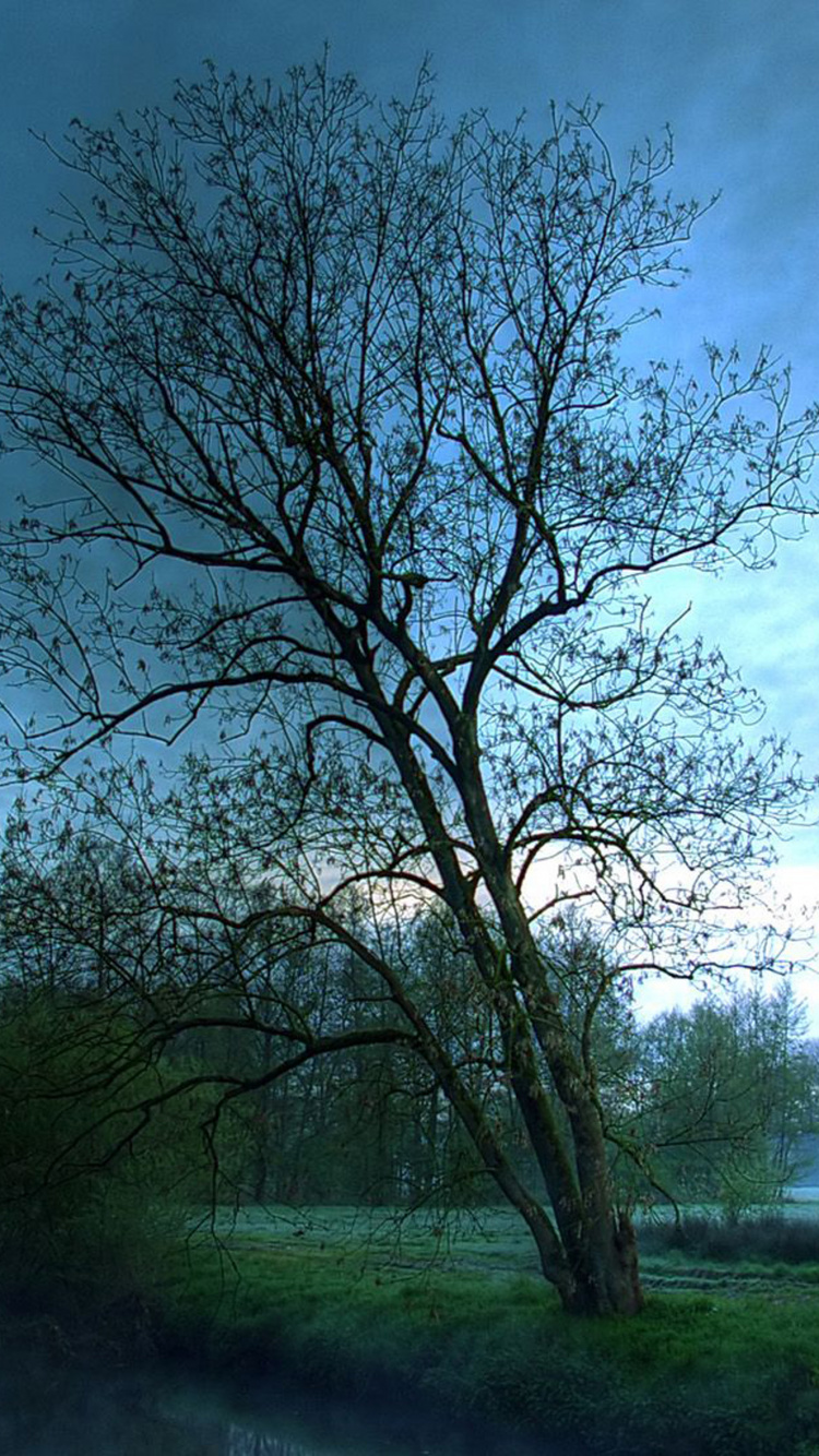 Paysage Naturel, Nature, Green, Matin, Blue. Wallpaper in 750x1334 Resolution