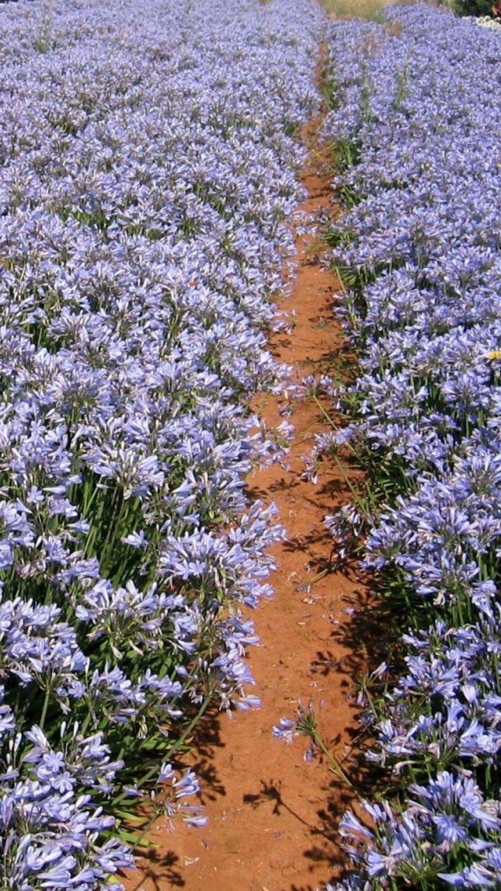 Campo de Flores Moradas Durante el Día. Wallpaper in 720x1280 Resolution