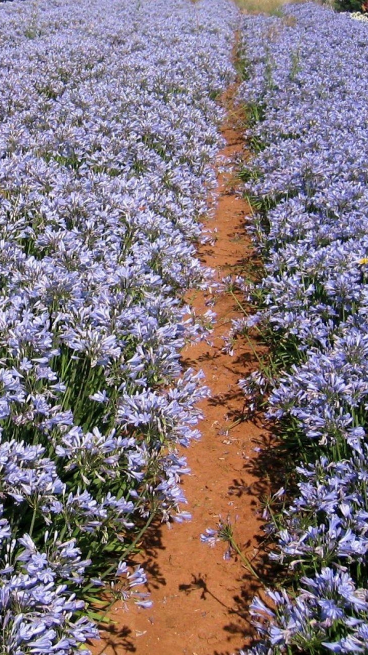 Campo de Flores Moradas Durante el Día. Wallpaper in 750x1334 Resolution