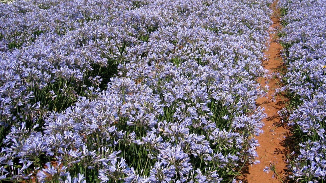 Champ de Fleurs Violettes Pendant la Journée. Wallpaper in 1366x768 Resolution