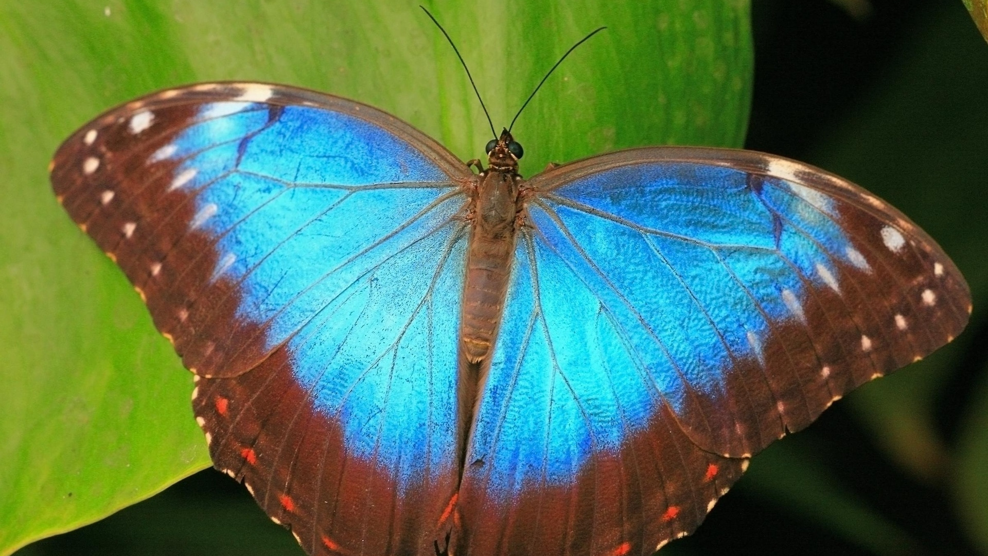 Brown and Blue Butterfly on Green Leaf. Wallpaper in 1920x1080 Resolution