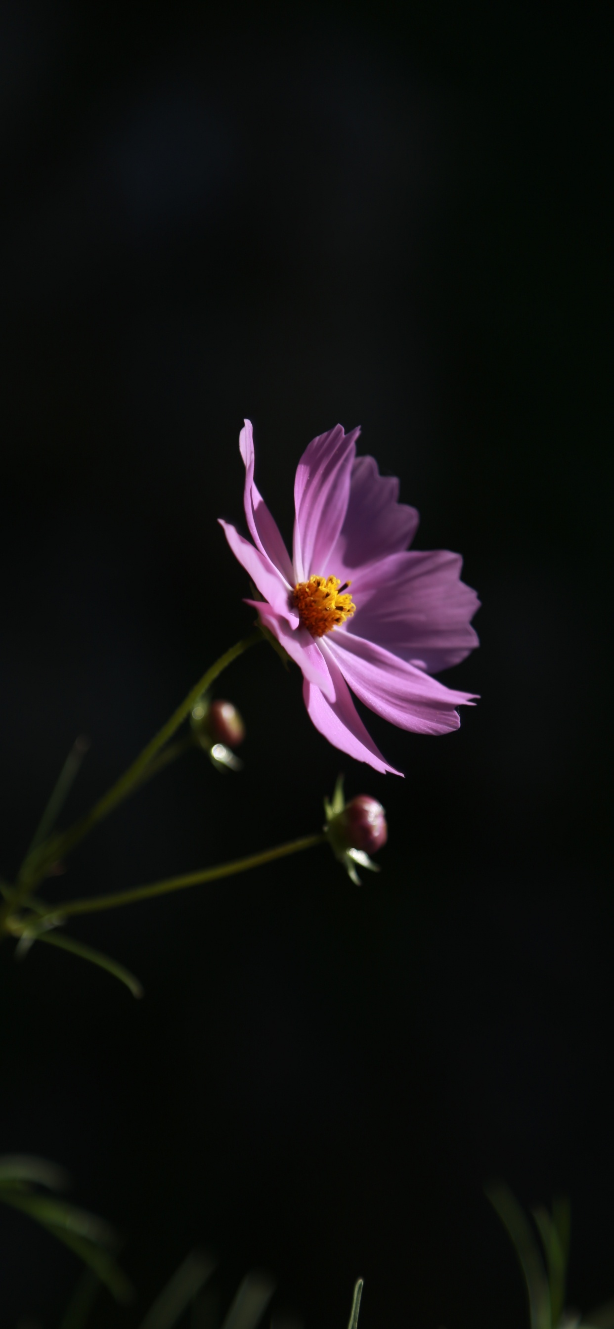 Lila Blume in Tilt-Shift-Linse. Wallpaper in 1242x2688 Resolution