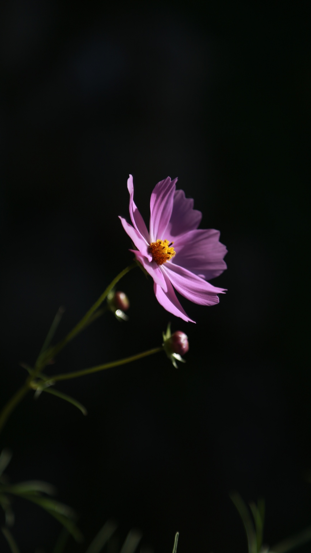 Fleur Pourpre Dans L'objectif à Basculement. Wallpaper in 1080x1920 Resolution