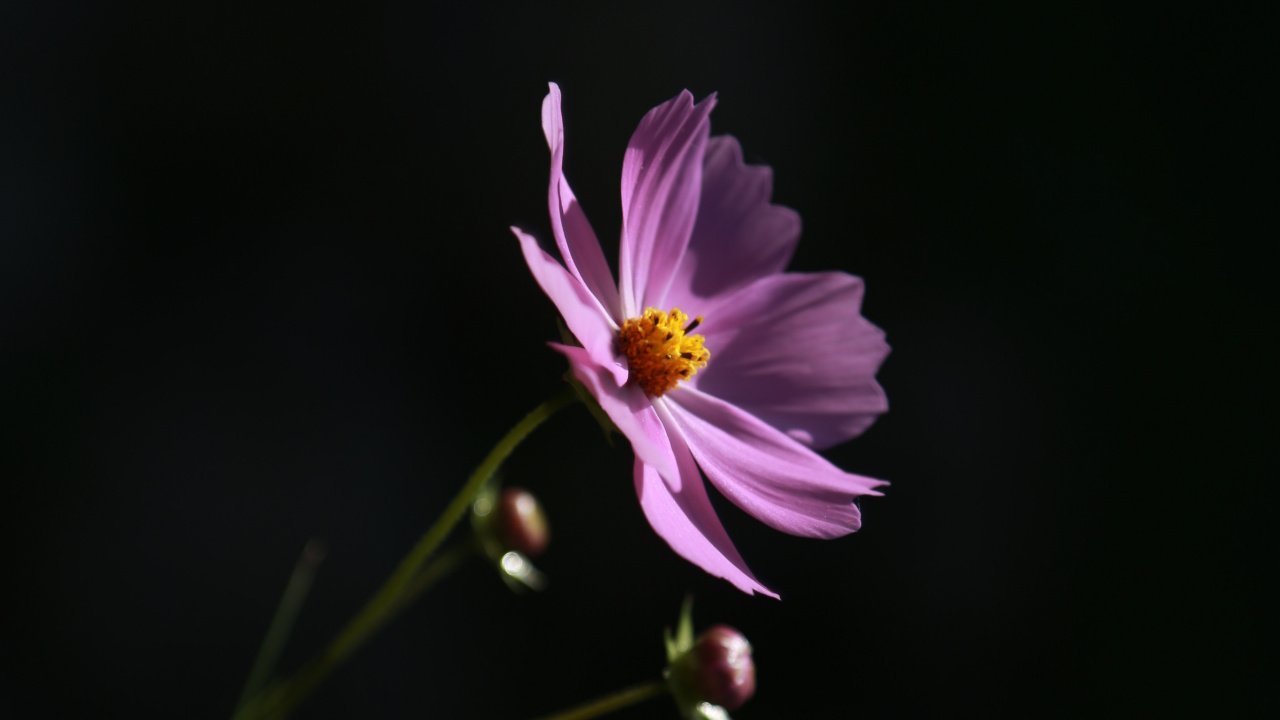 Fleur Pourpre Dans L'objectif à Basculement. Wallpaper in 1280x720 Resolution