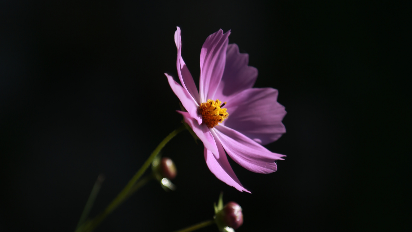 Fleur Pourpre Dans L'objectif à Basculement. Wallpaper in 1366x768 Resolution