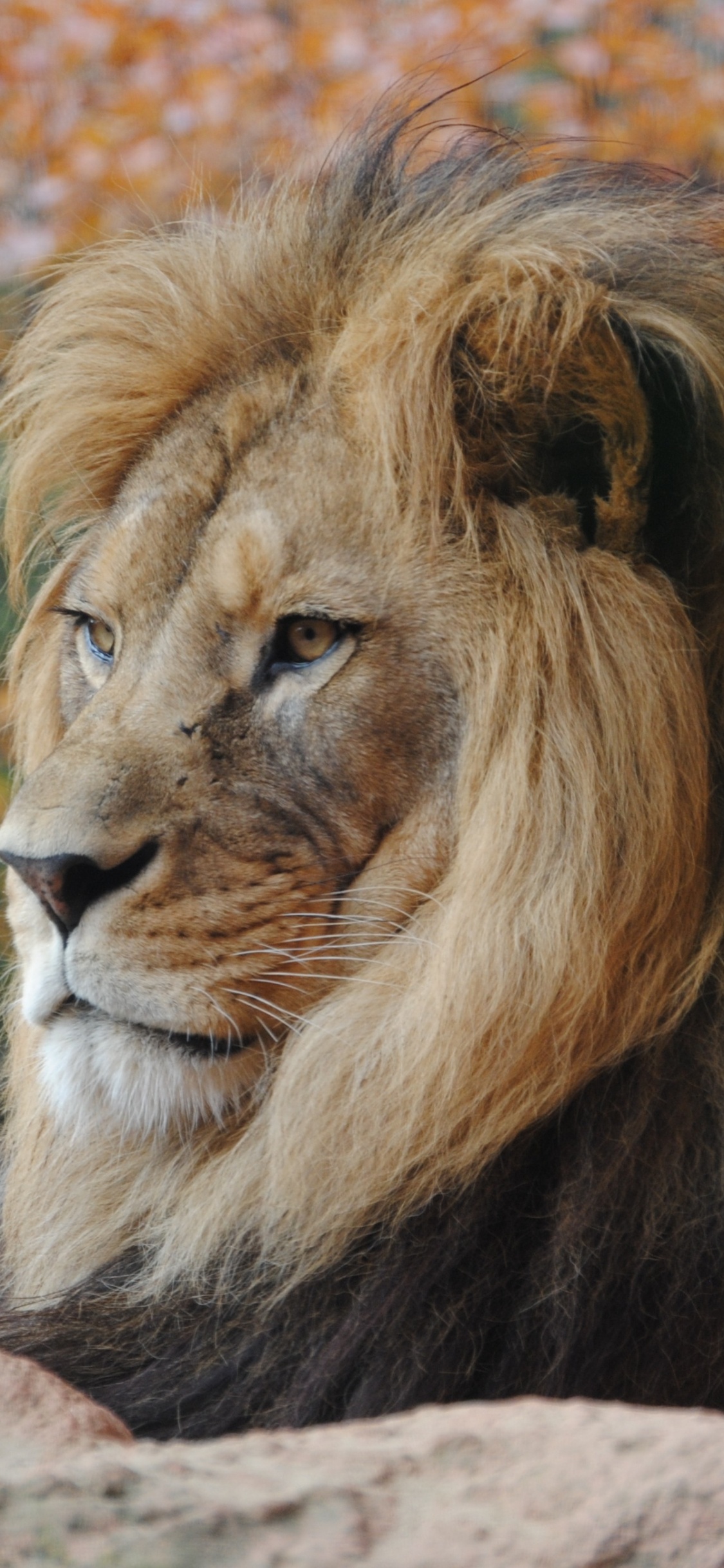 Lion Lying on Brown Rock During Daytime. Wallpaper in 1125x2436 Resolution