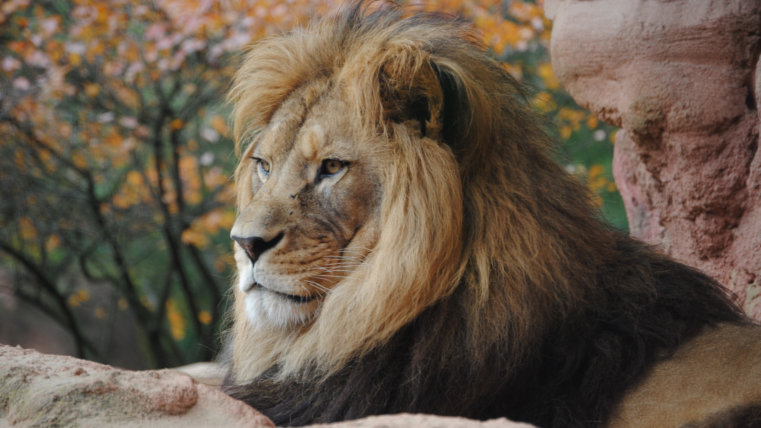 Lion Lying on Brown Rock During Daytime. Wallpaper in 2560x1440 Resolution